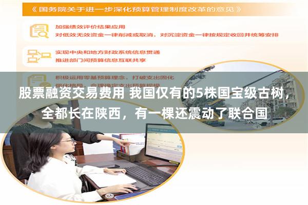 股票融资交易费用 我国仅有的5株国宝级古树，全都长在陕西，有一棵还震动了联合国