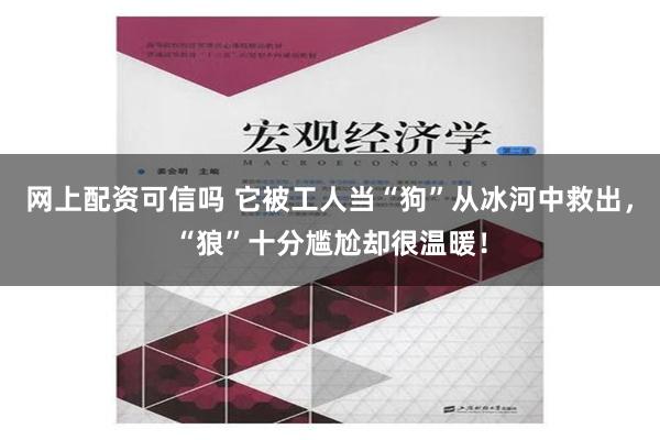 网上配资可信吗 它被工人当“狗”从冰河中救出，“狼”十分尴尬却很温暖！